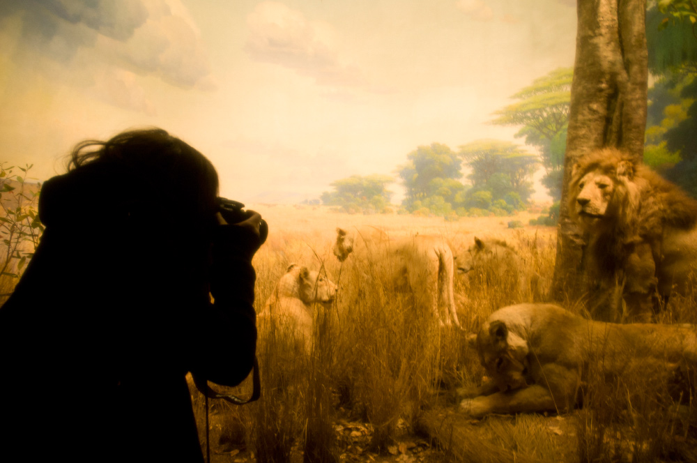 Natural History Museum Camille Childhood Flames Igor and andre photo of Camille of childhood flames taking picture of a pack of lions in africa in the American Museum of Natural History