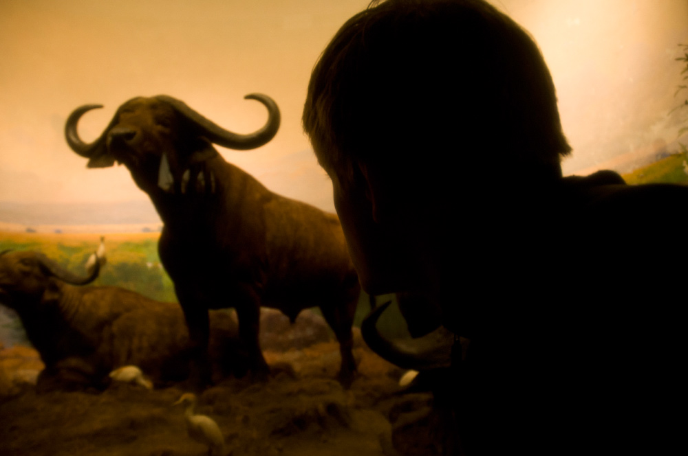 Natural History dave & the ox Artist Danny Roberts Pictures at the American Museum of Natural History for fall 2010 Fashion week of david roberts and a buffalo