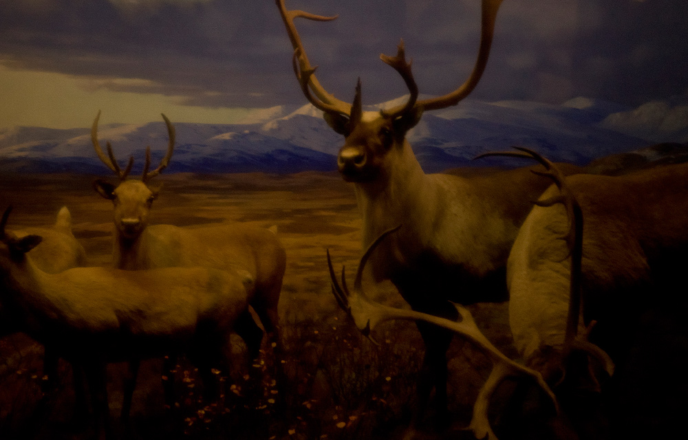 Natural History the deer Artist Danny Roberts Pictures at the American Museum of Natural History for fall 2010 Fashion week