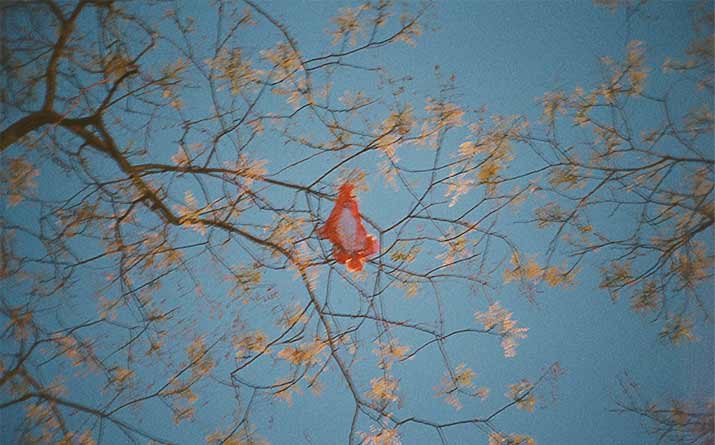 Lina Scheynius Inspiration Friday Lina Scheynius diary spring picture of a bright tree with red panties in the center igor and andre