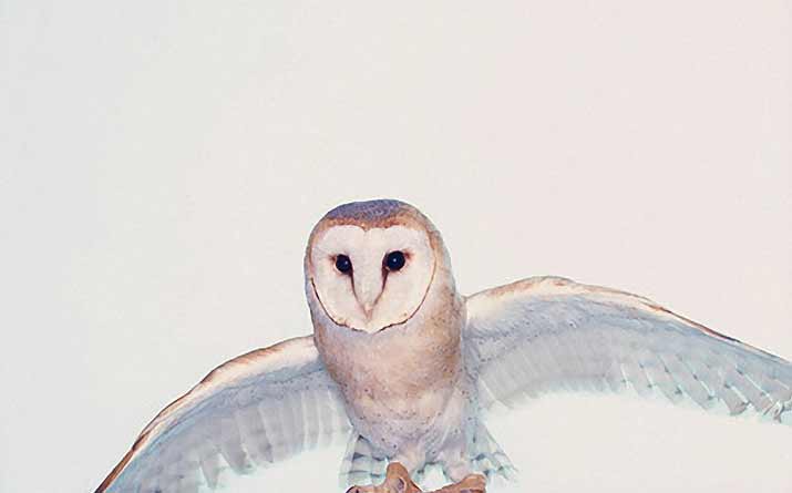 King of the owls Big white blue and Orange Owl flying for igor and andre Inspiration friday