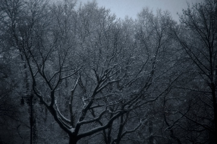 snowy central park snowy central park Danny Roberts